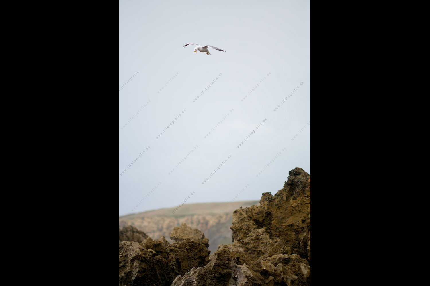 Una gaviota busca alimento sobre las aguas que golpean las rocas de la playa de la costa quebrada en Liencres, Cantabria