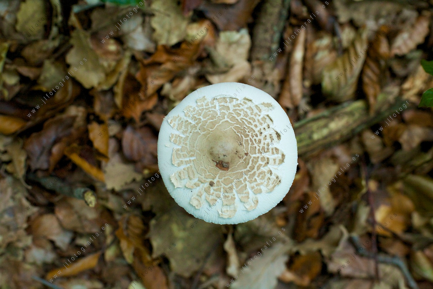 foto de detalle de un hongo en el bosque de Izki