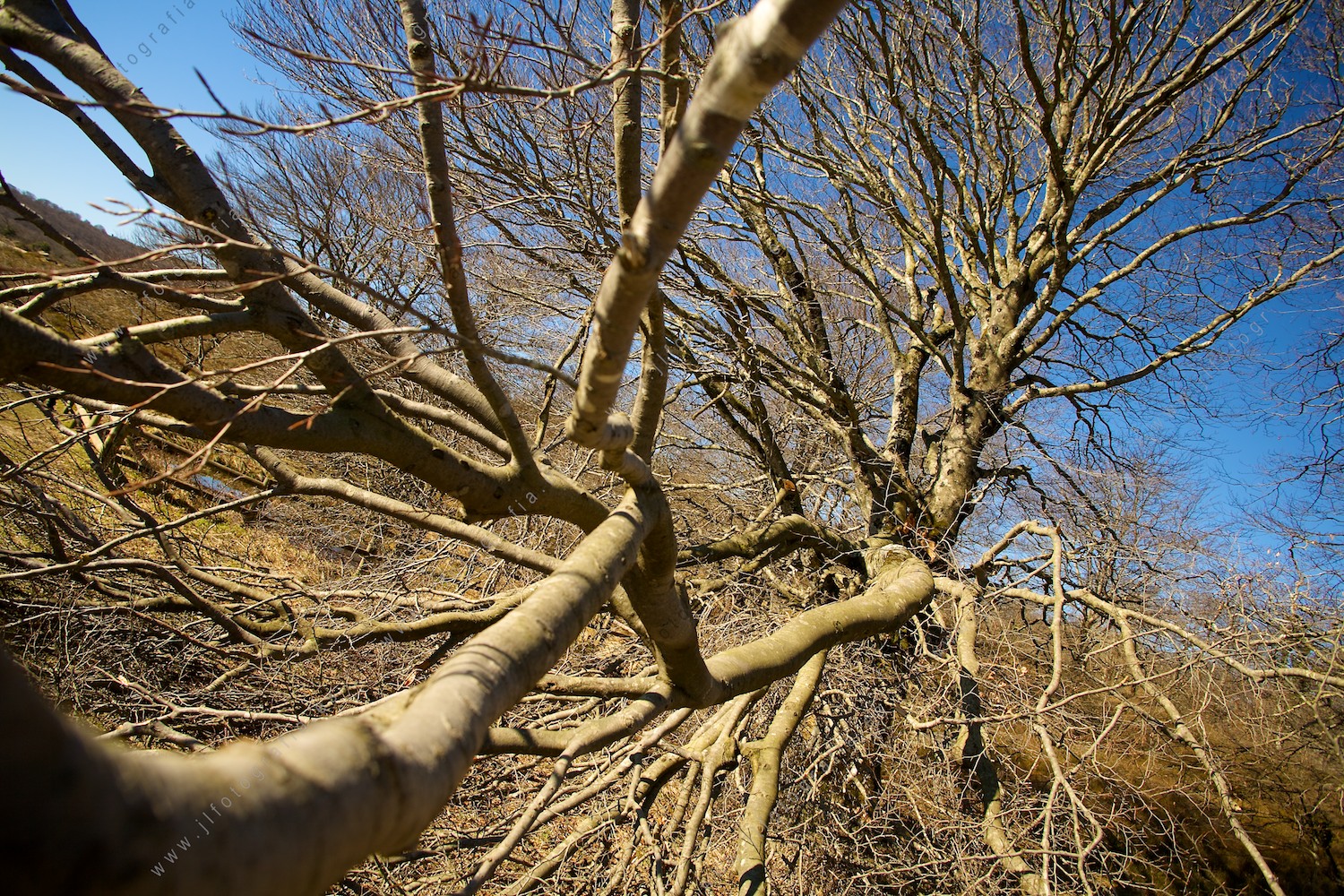 Paisaje de ramas de un árbol caído en el camino hacia el mirador del Nervión