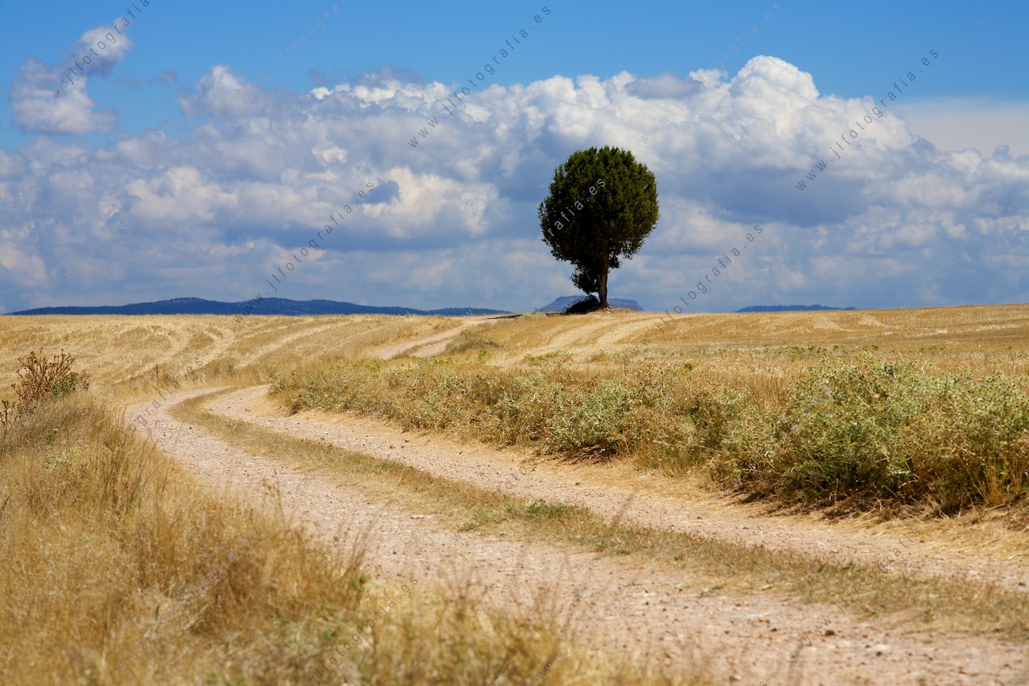 paisaje de los campos de castilla, trigal con arbol para el pastor junto al camino, en Burgos, Solarana