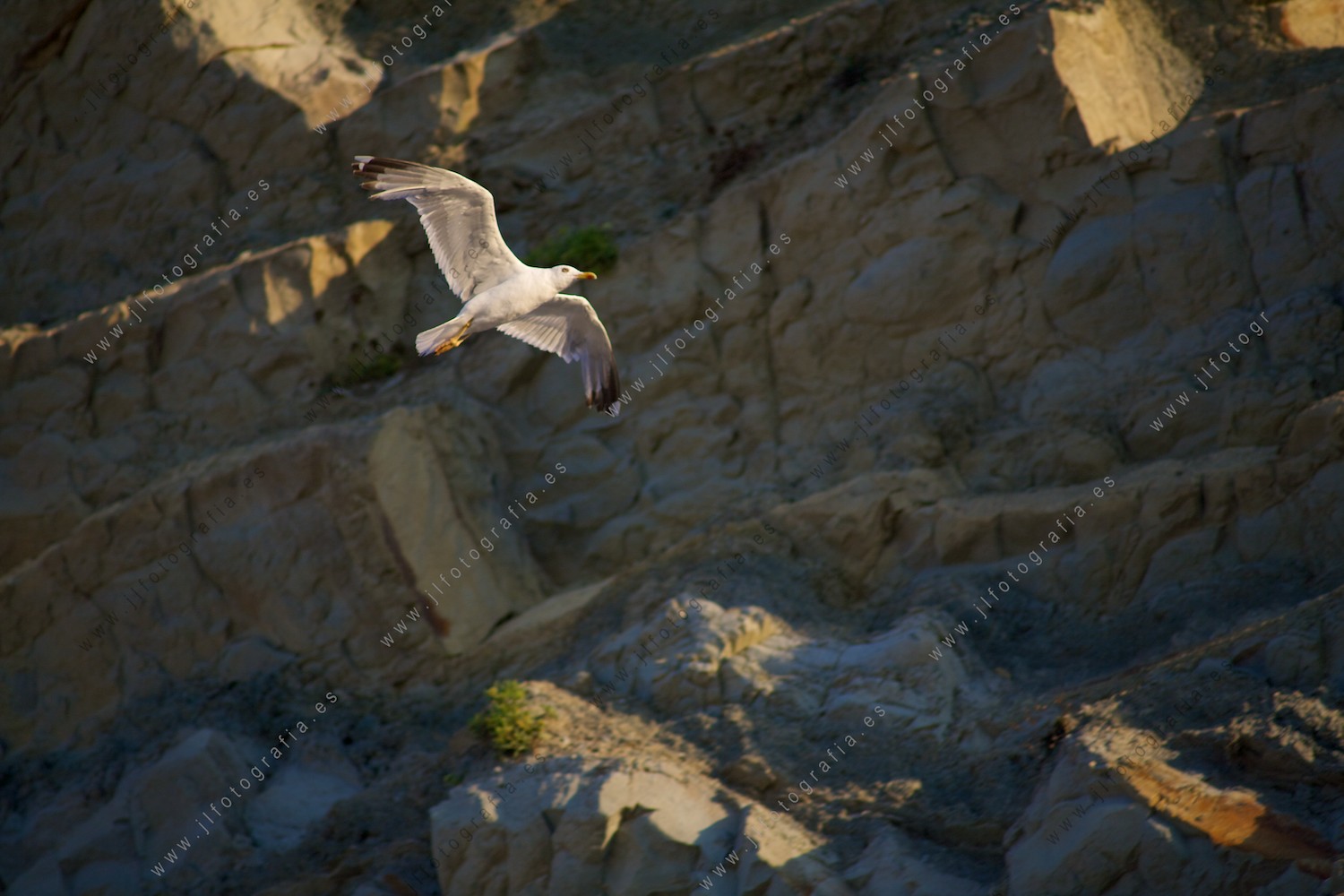 Una gaviota cruza por delante de las rocas de la playa 