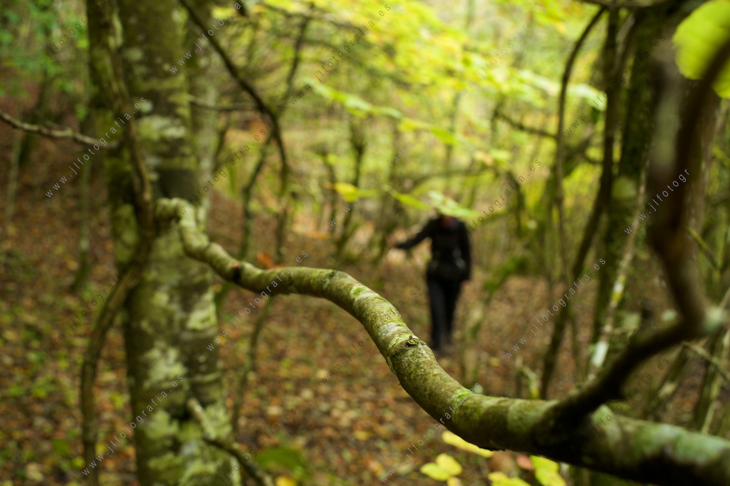 Fotografía de detalle de una rama del bosque de hayedos de la sierra de Urbasa