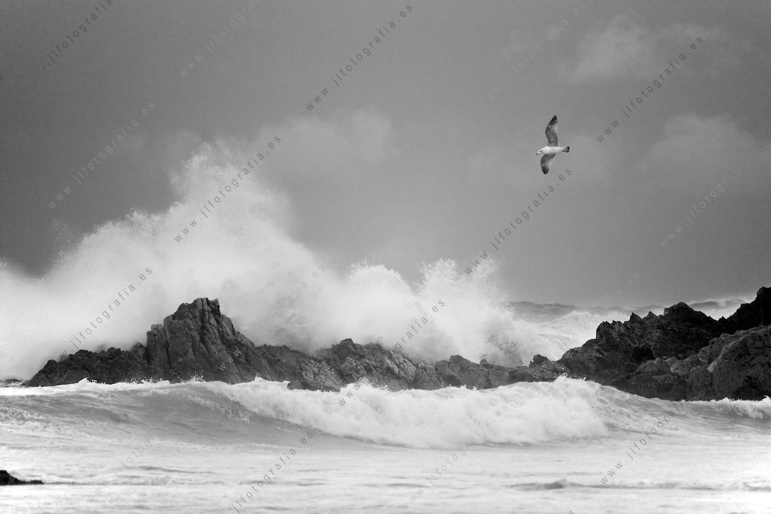 Una gaviota sobrevuela la orilla del mar sobre las violentas olas del temporal.