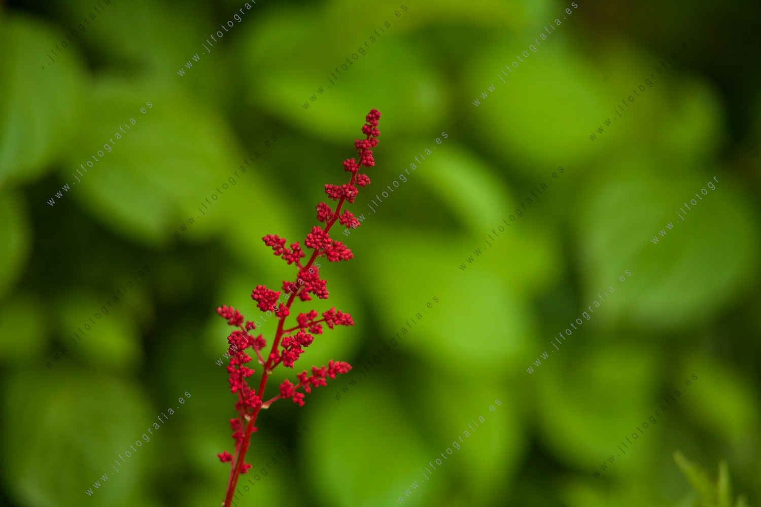 Detalle de una flor roja en un fondo verde.
