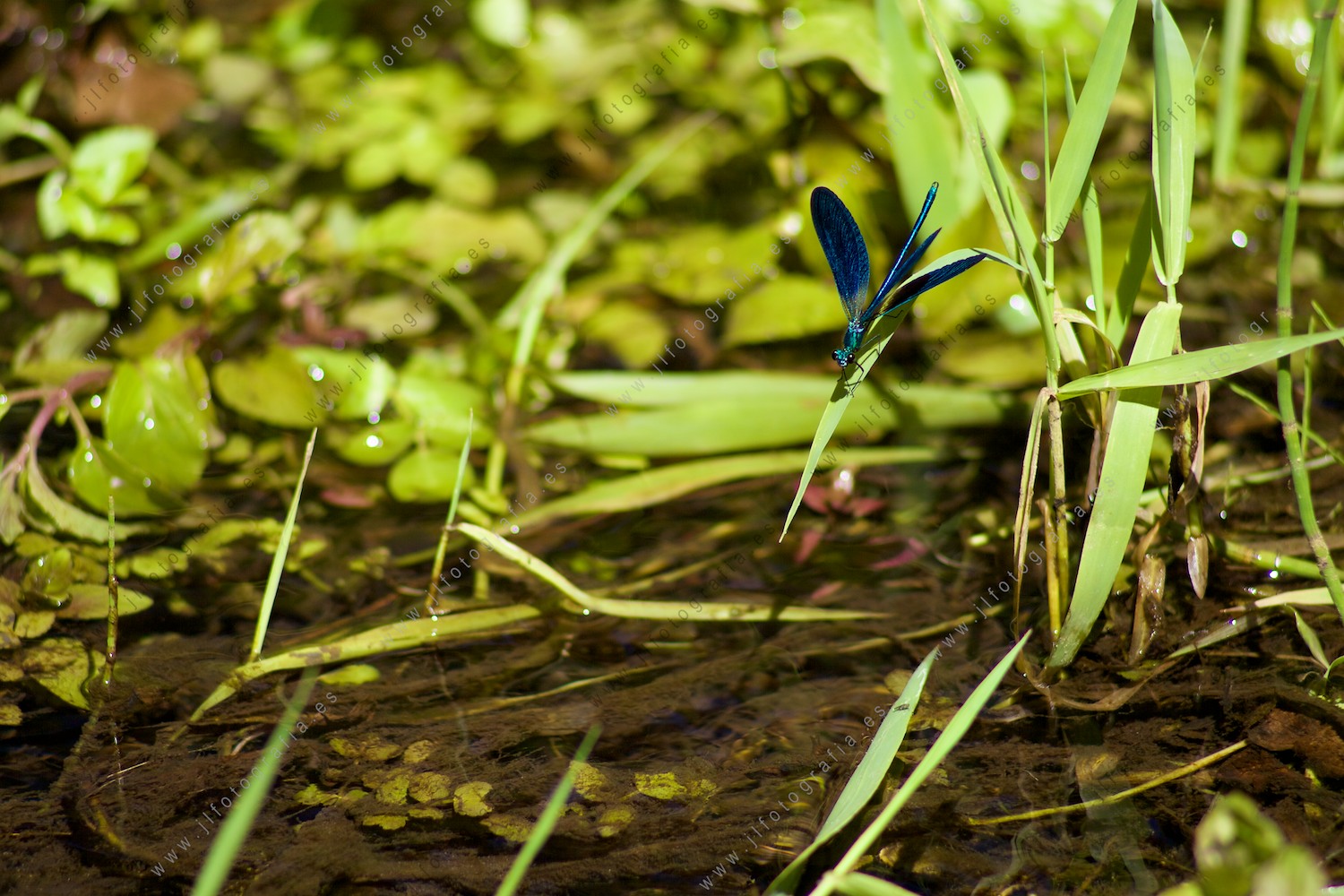 Una libélula reposa en un tallo juto al agua de la charca.