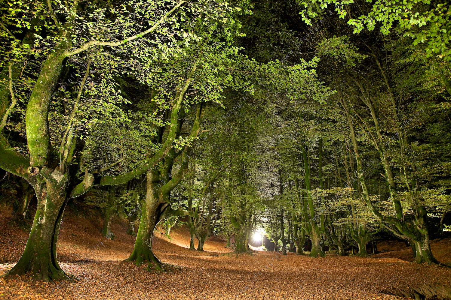 Bosque en Otzarreta, fotografía nocturna iluminada con flashes.