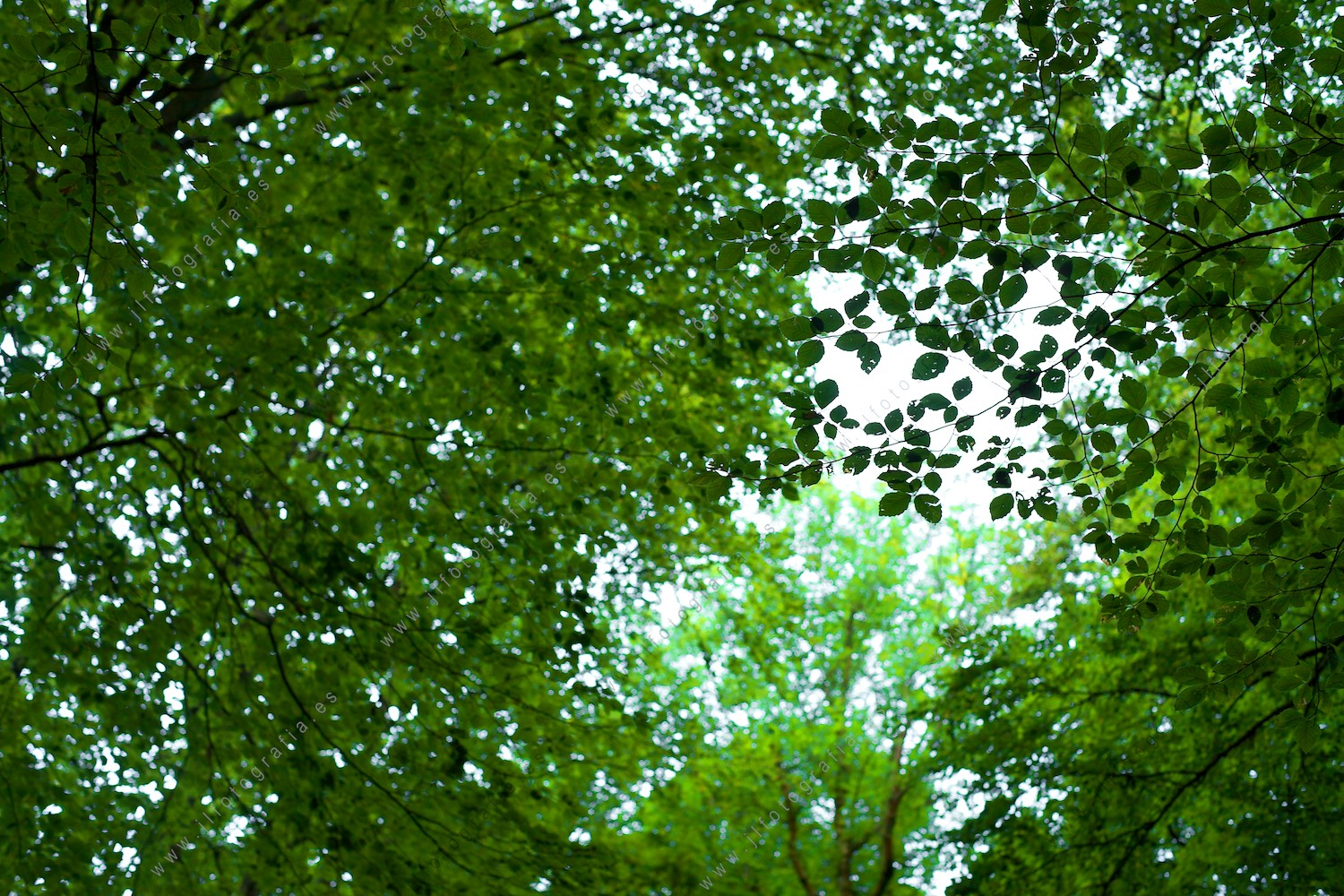 Detalle de hojas de árboles en el bosque con plano contrapicado.