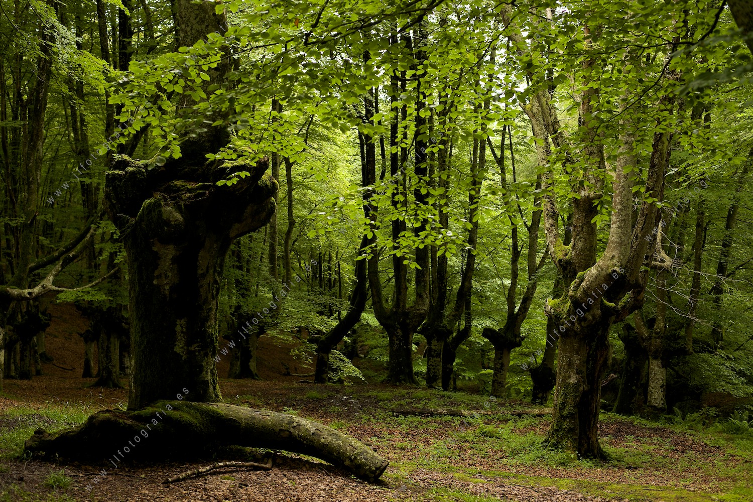 Fotografía del bosque de Urkiola, en Bizkaia.