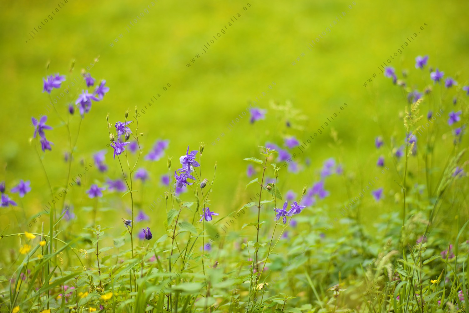 Detalle de flores en un fondo de hierba.