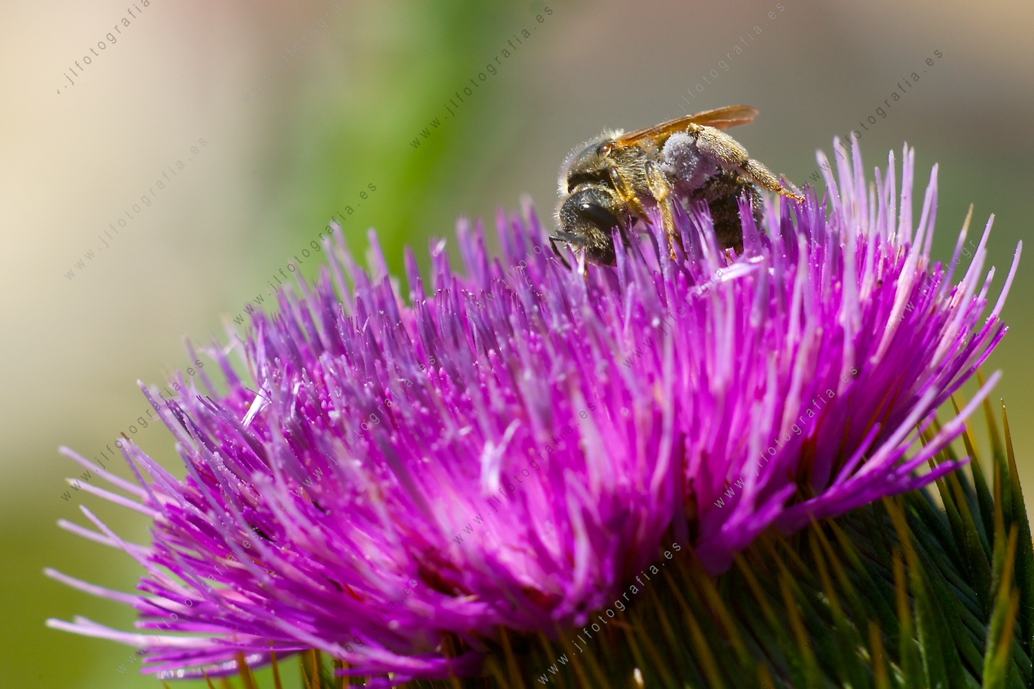 Fotografía macro de una abeja