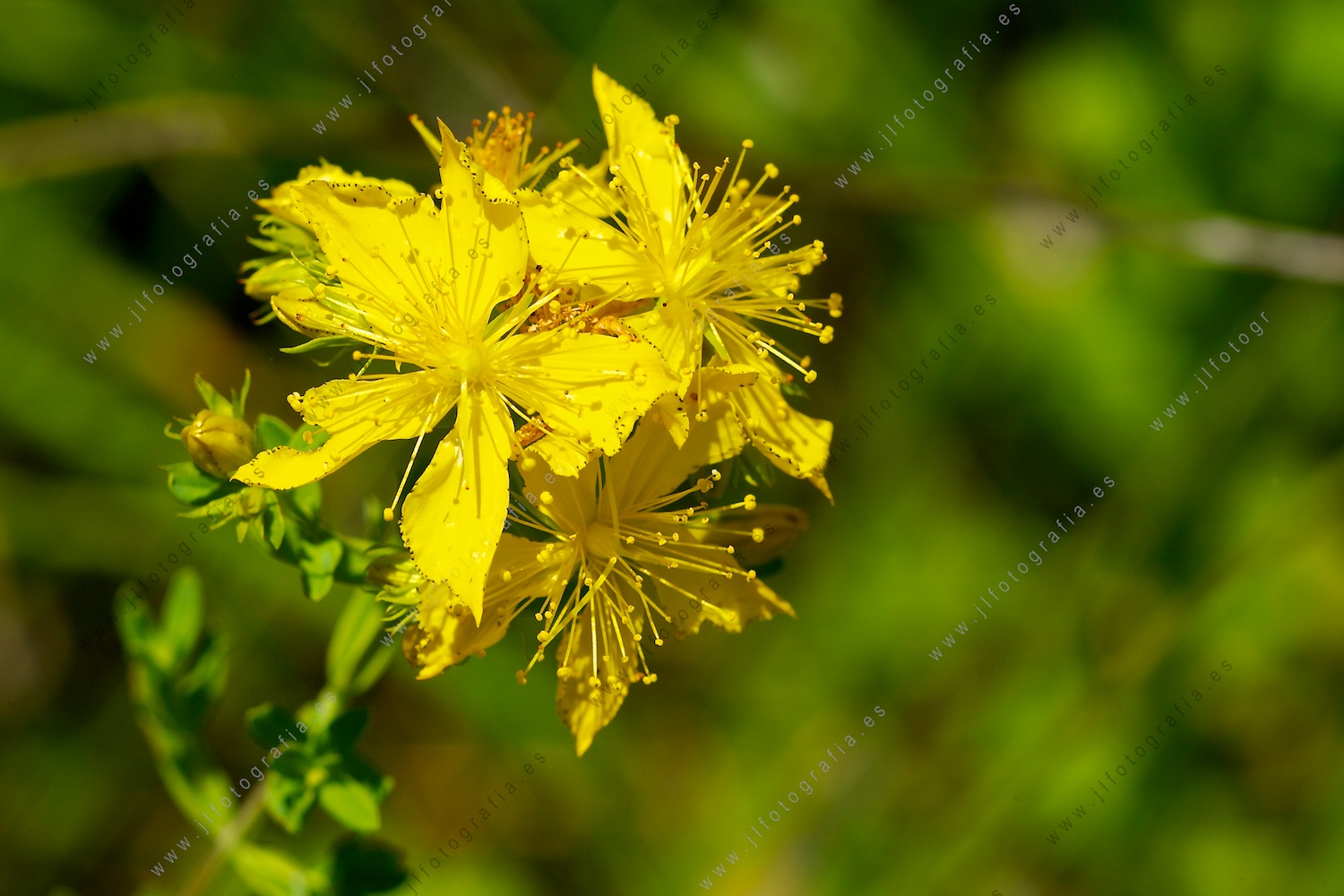 Fotografía macro de una flor amarilla