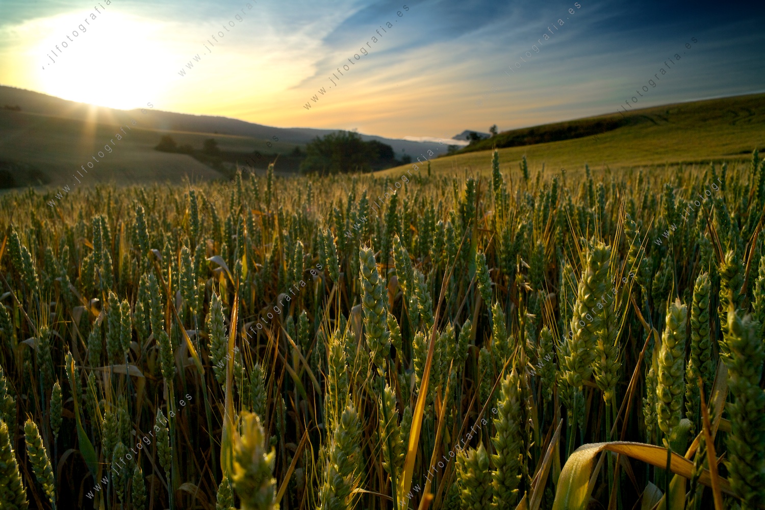 Campo de trigo al amanecer es Alava