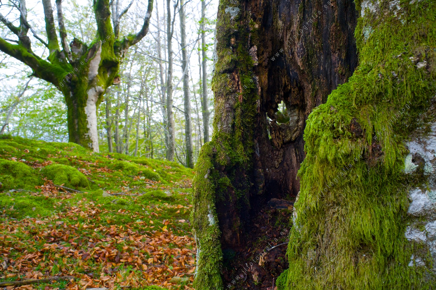 Foto de detalle de un tronco de haya hueco, en el bosque de Itzina