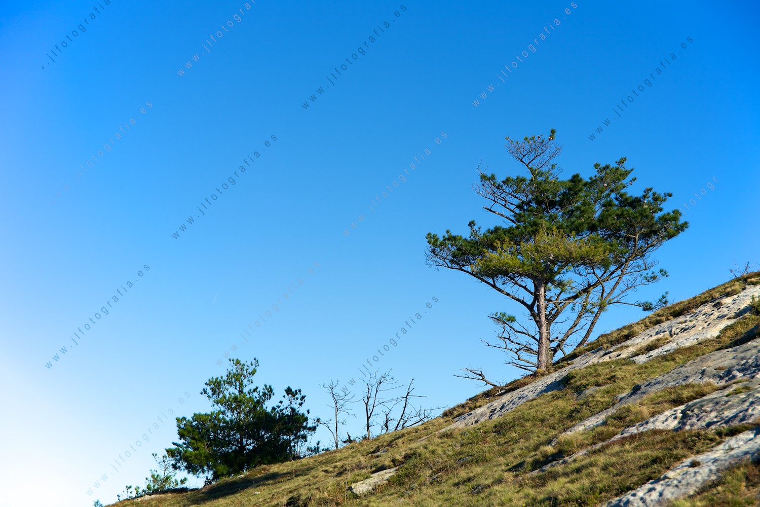Cuesta arriba para volver a Jaizkibel, por el monte con algunos árboles