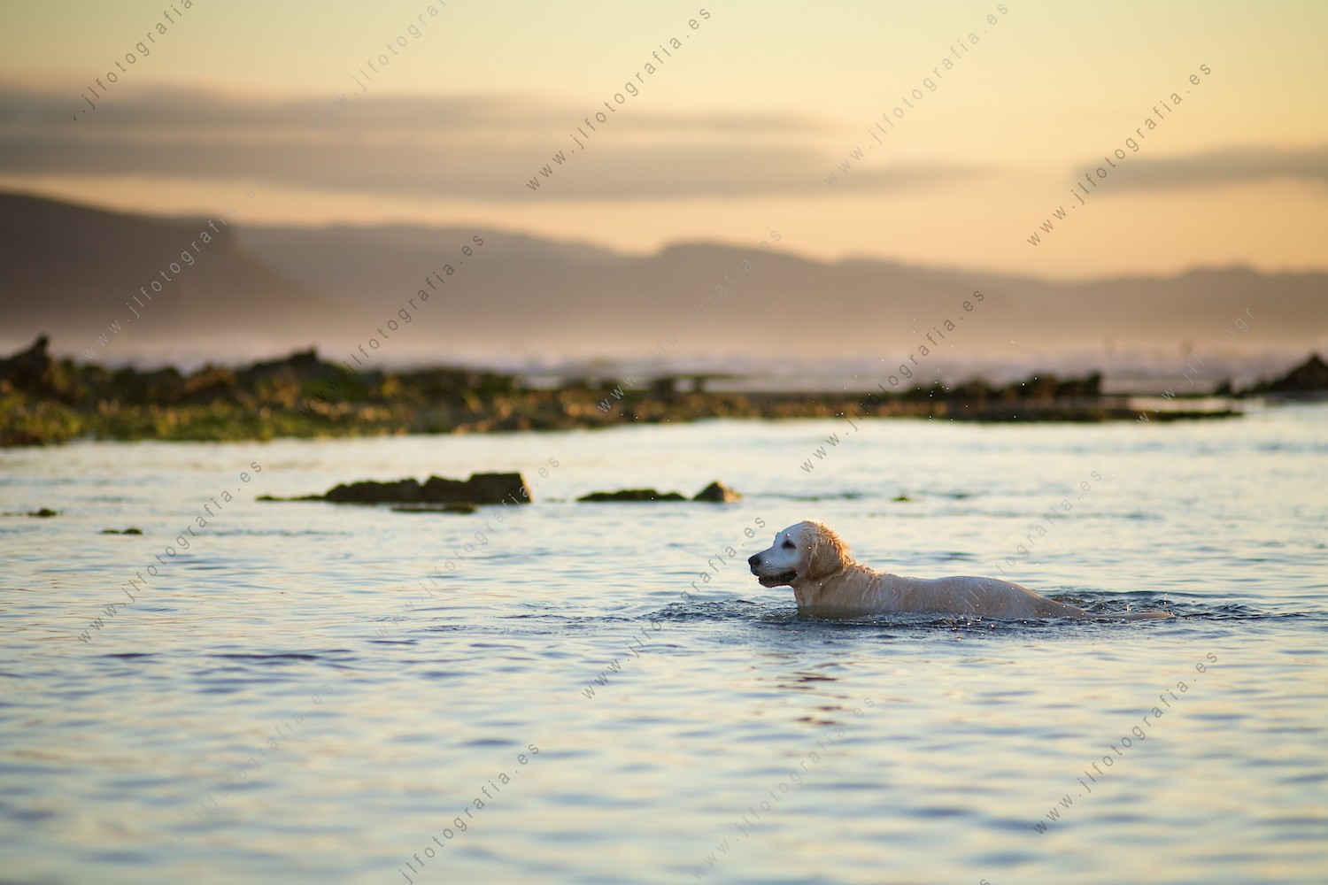 Perro disfrutando del baño en aguas del mar, playa de Sopelana