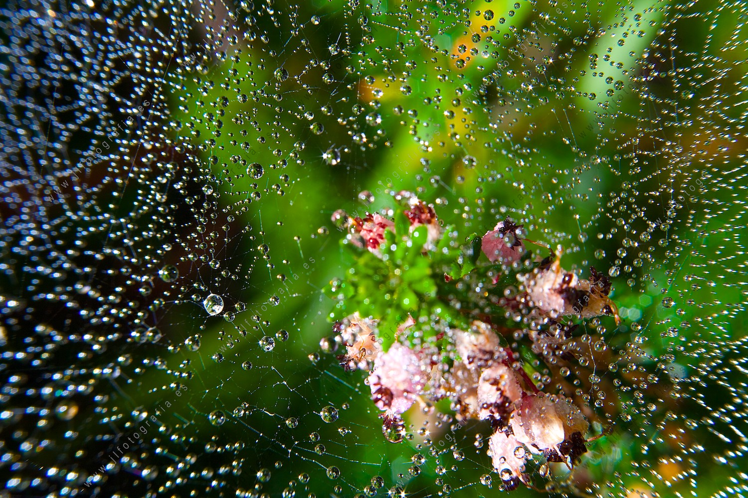 Fotografía macro de una red de gotas sobre una telaraña, con unas flores de color