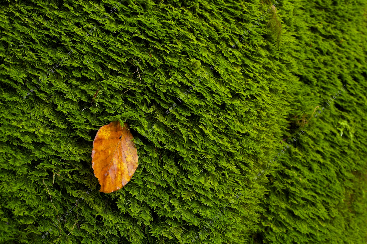 Fotografía de detalle de una hoja con los colores del otoño sobre musgas de las cascadas