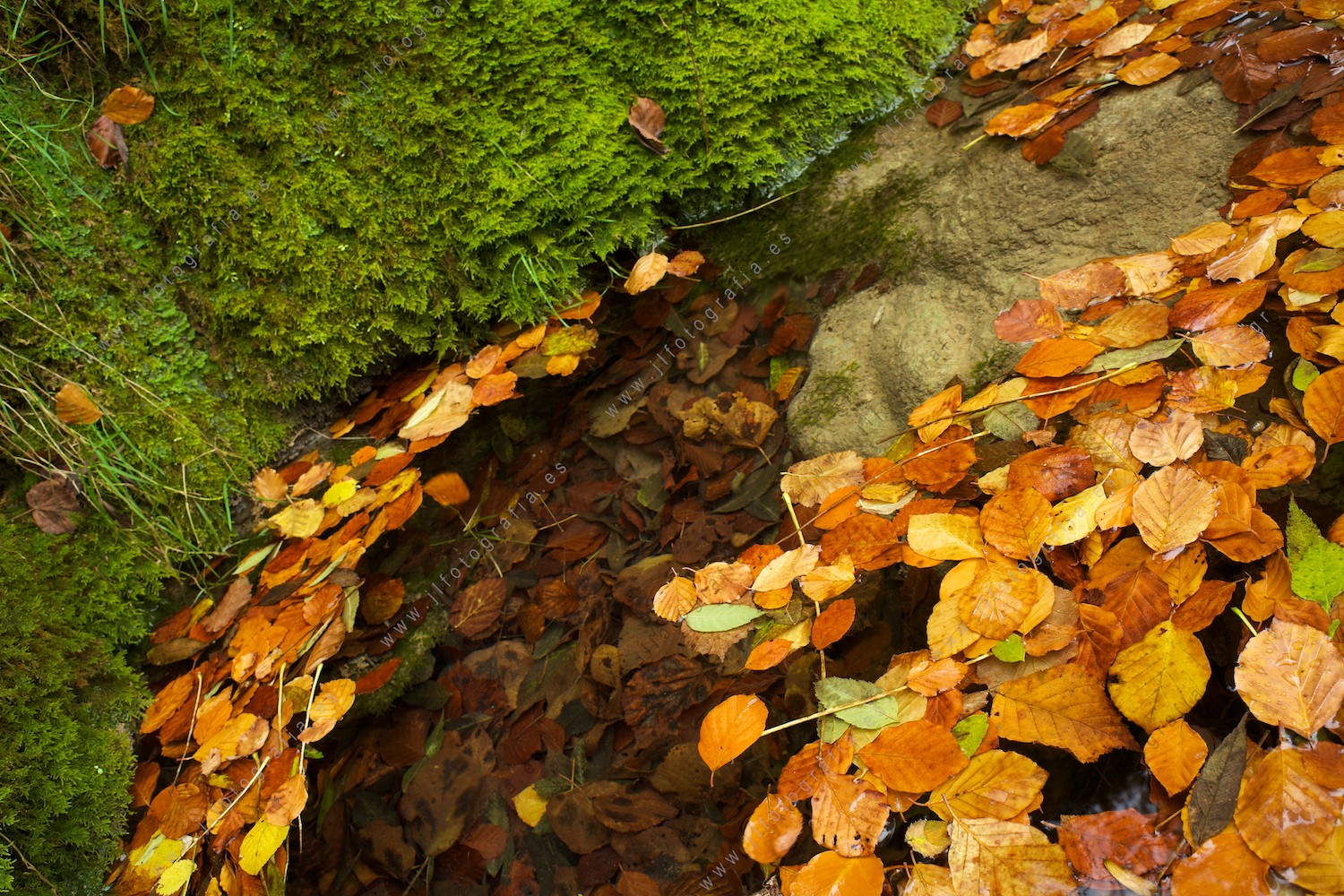 Detalle de hojas flotando en el agua del río en las cascadas de Tobería, Andoin