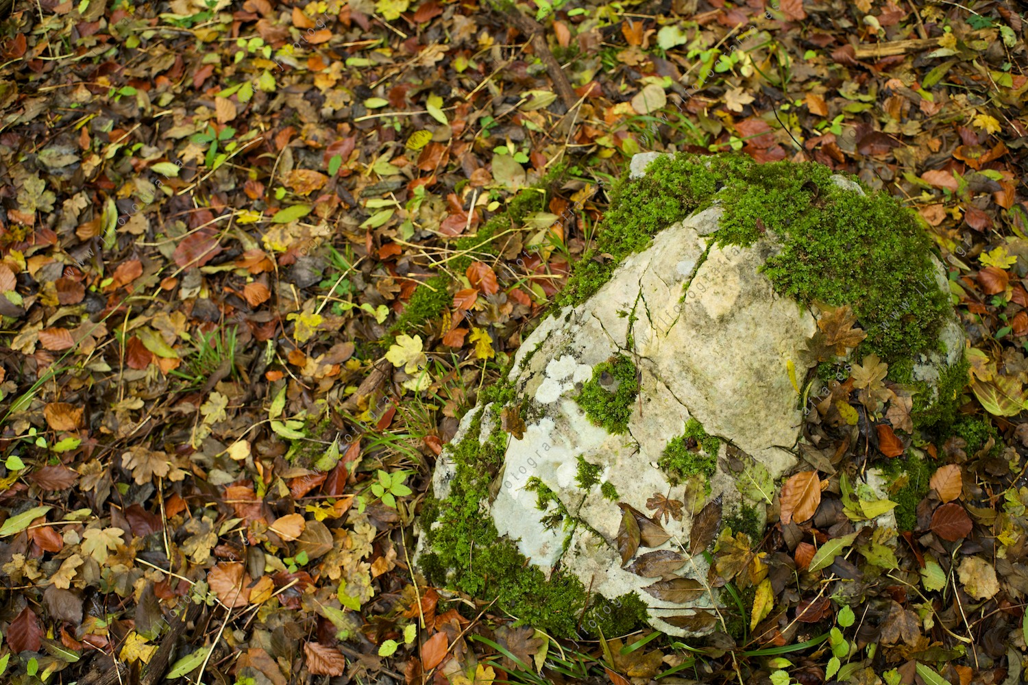 Fotografía de detalle de otoño con personaje oculto del bosque.