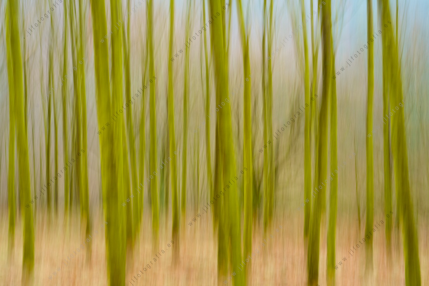 Foto abstracta de un barrido vertical de pinos en Otxandio.