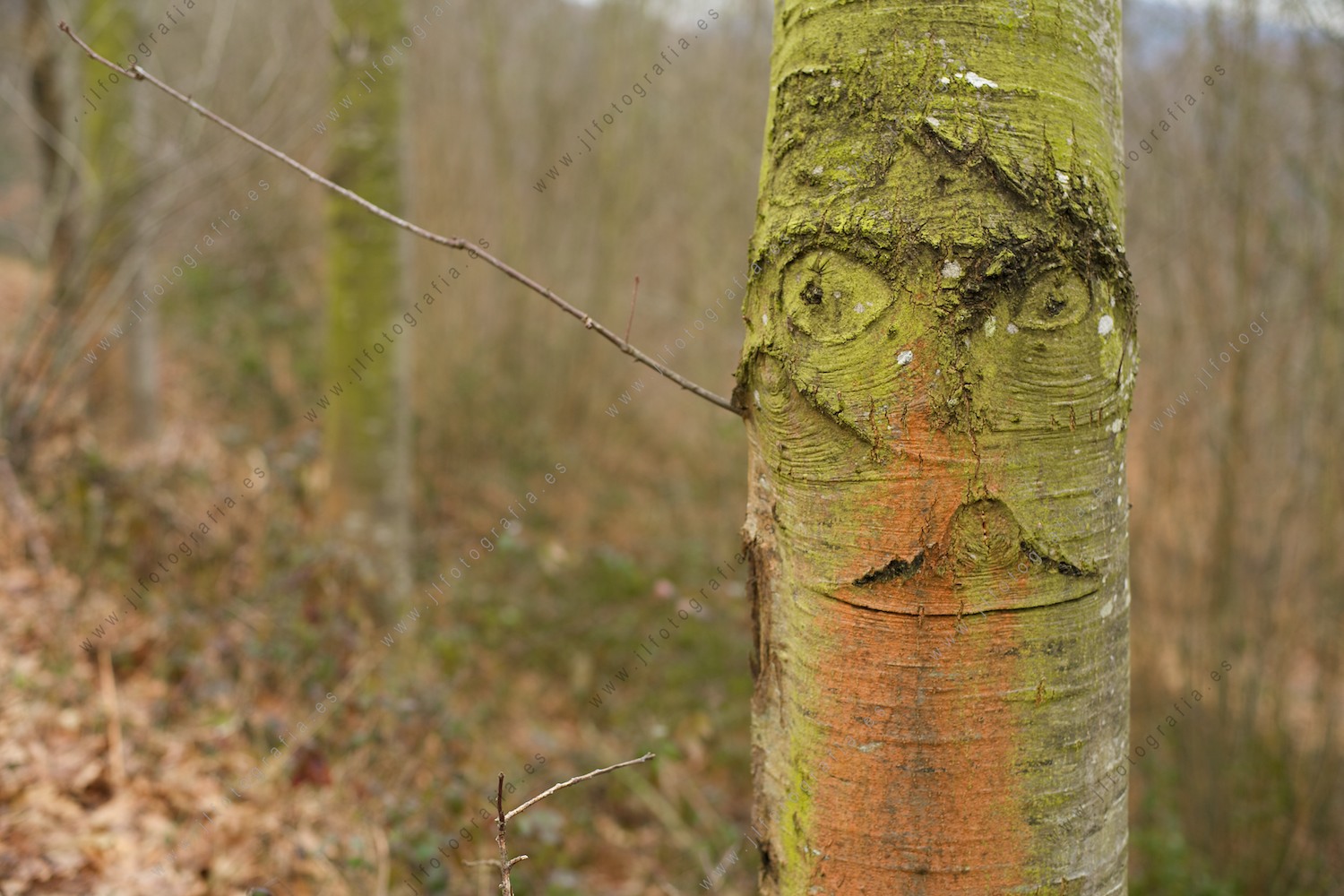 Un tronco con unas curiosas formaciones que le hacen parecer una cara.