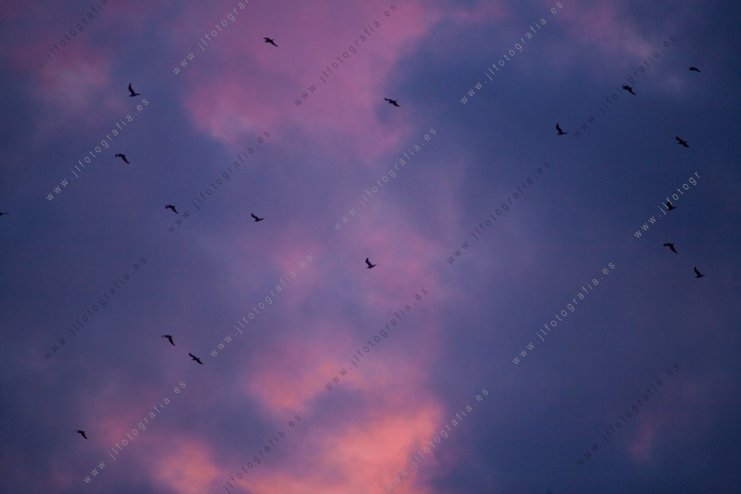 Cielo de crepúsculo con aves surcándolo.