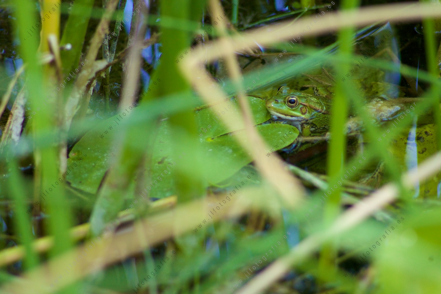 Una rana, se esconde entre los juncos del estanque, camuflada por su color.