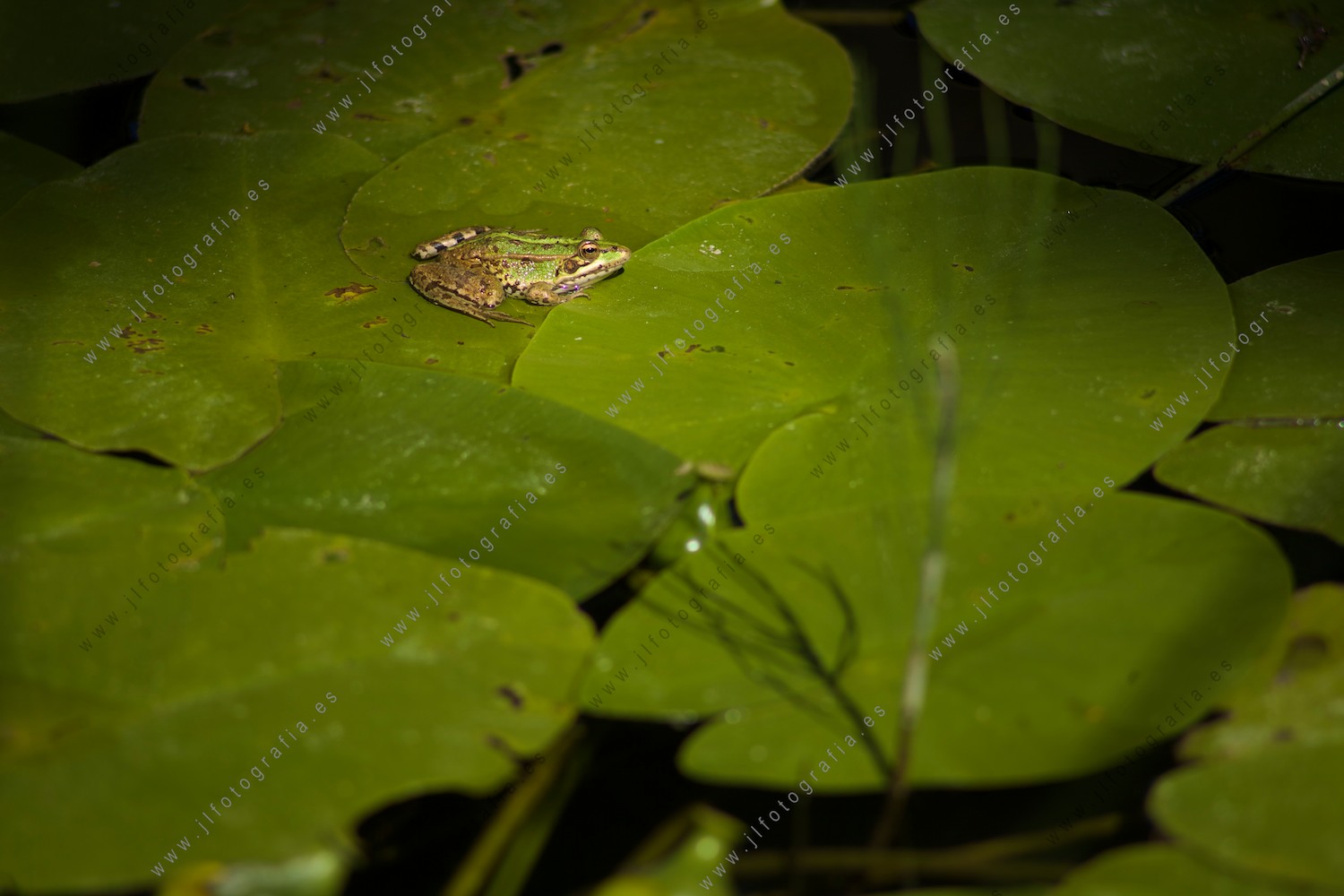 Una rana, en un nenufar del estanque esperando el paso de algún insecto con el que alimentarse