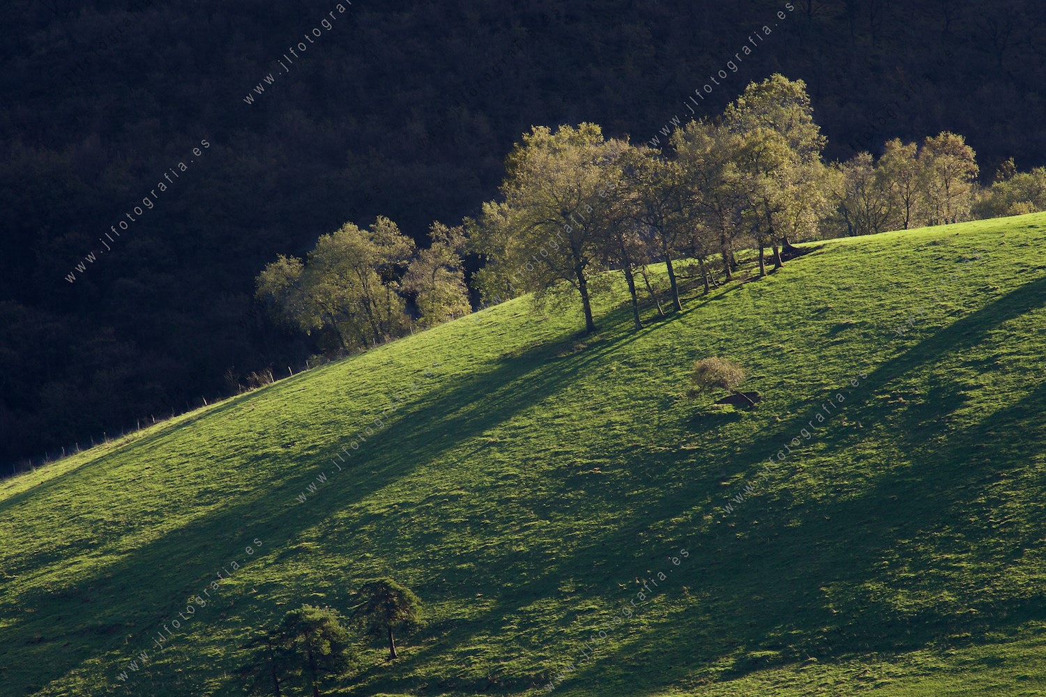 Precioso paisaje de árboles y prado en Álava.