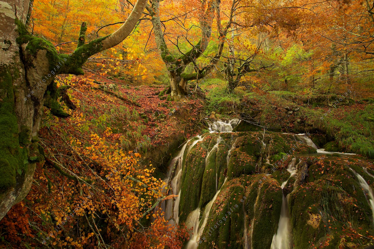 Paisaje otoñal en los bosques de Andoin con tonos verdes, ocres, amarillos y rojos.