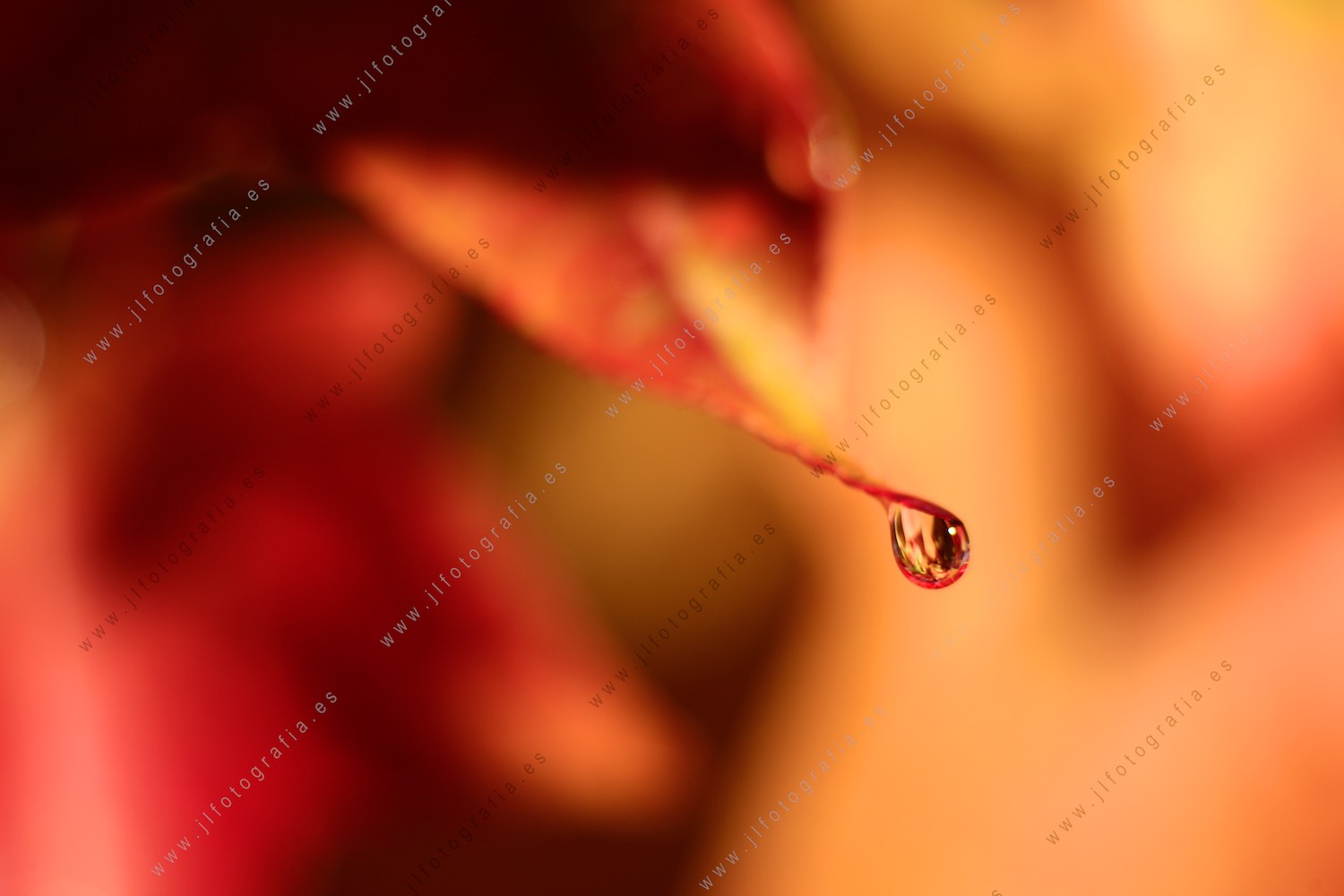 Fotografía macro de una gota en hojas de otoño.