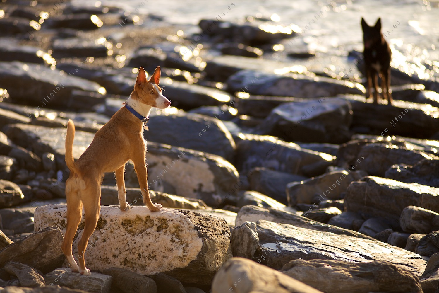 Puesta de sol con retrato a dos perros en la playa de Meñakoz 